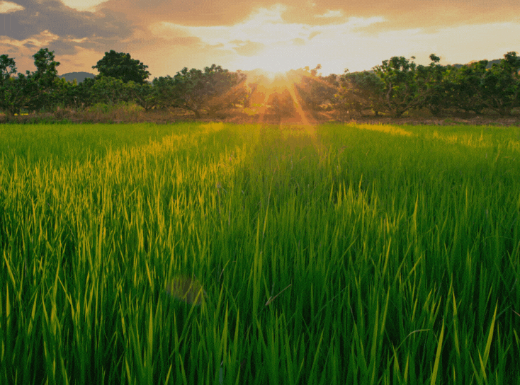 Let’s talk about Omachi rice Tippsy Sake