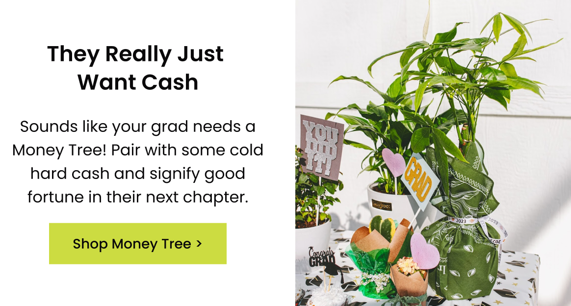 Find The Perfect Grad Gift 🎓 Lively Root