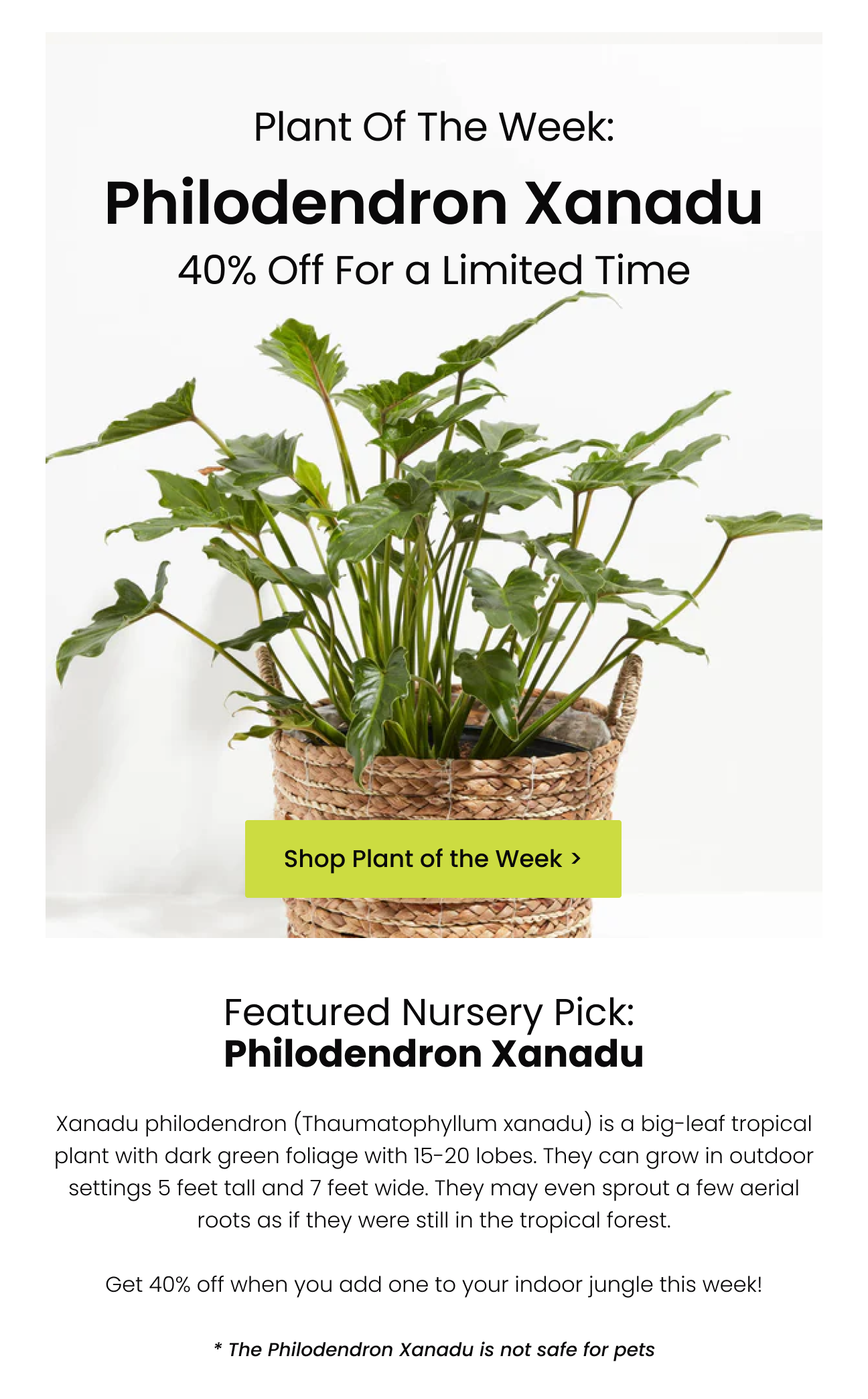40 off Philodendron Xanadu Plant of the Week Lively Root