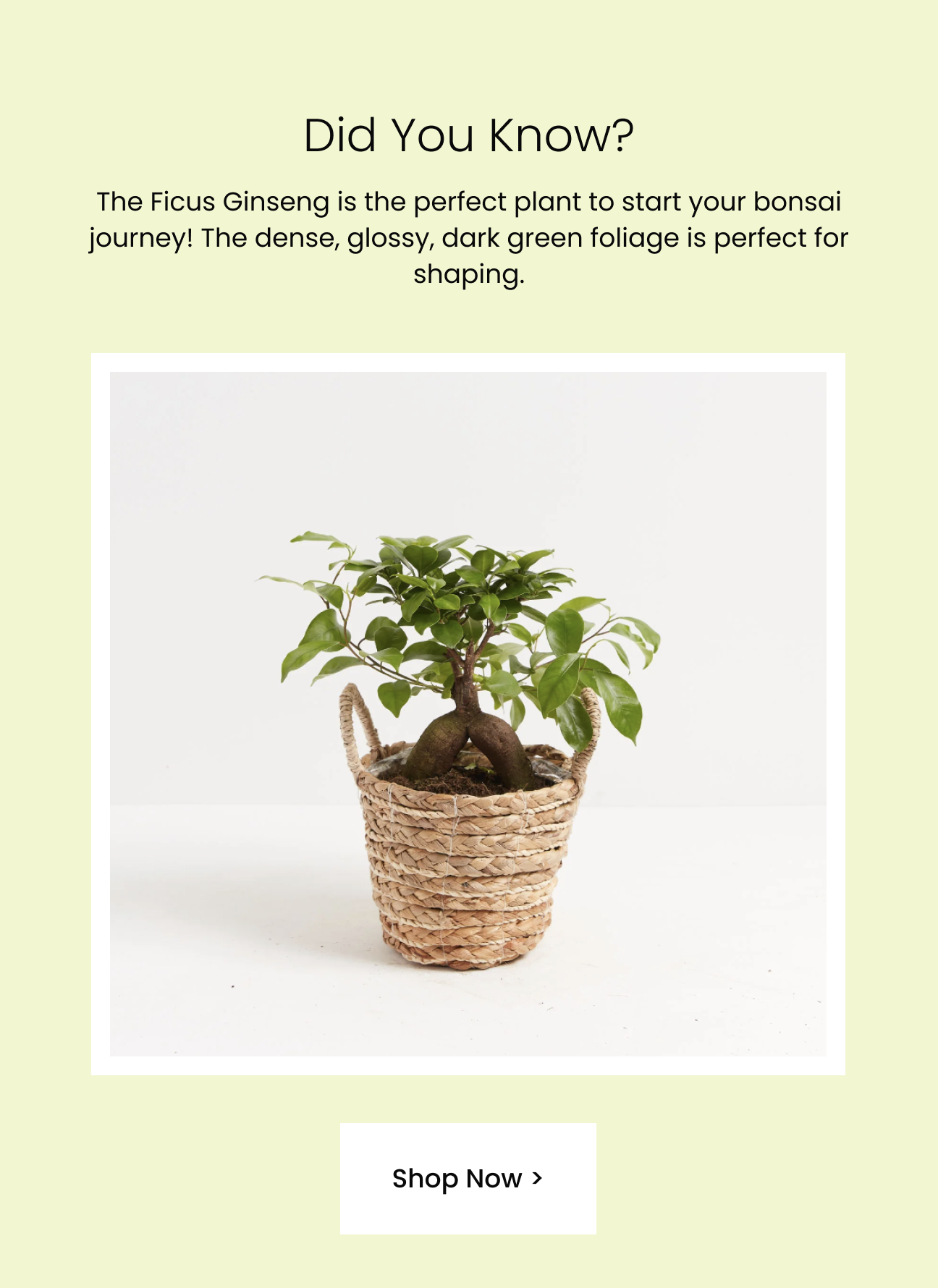 20 Off Plant of the Week 🌱 Ficus Ginseng Lively Root