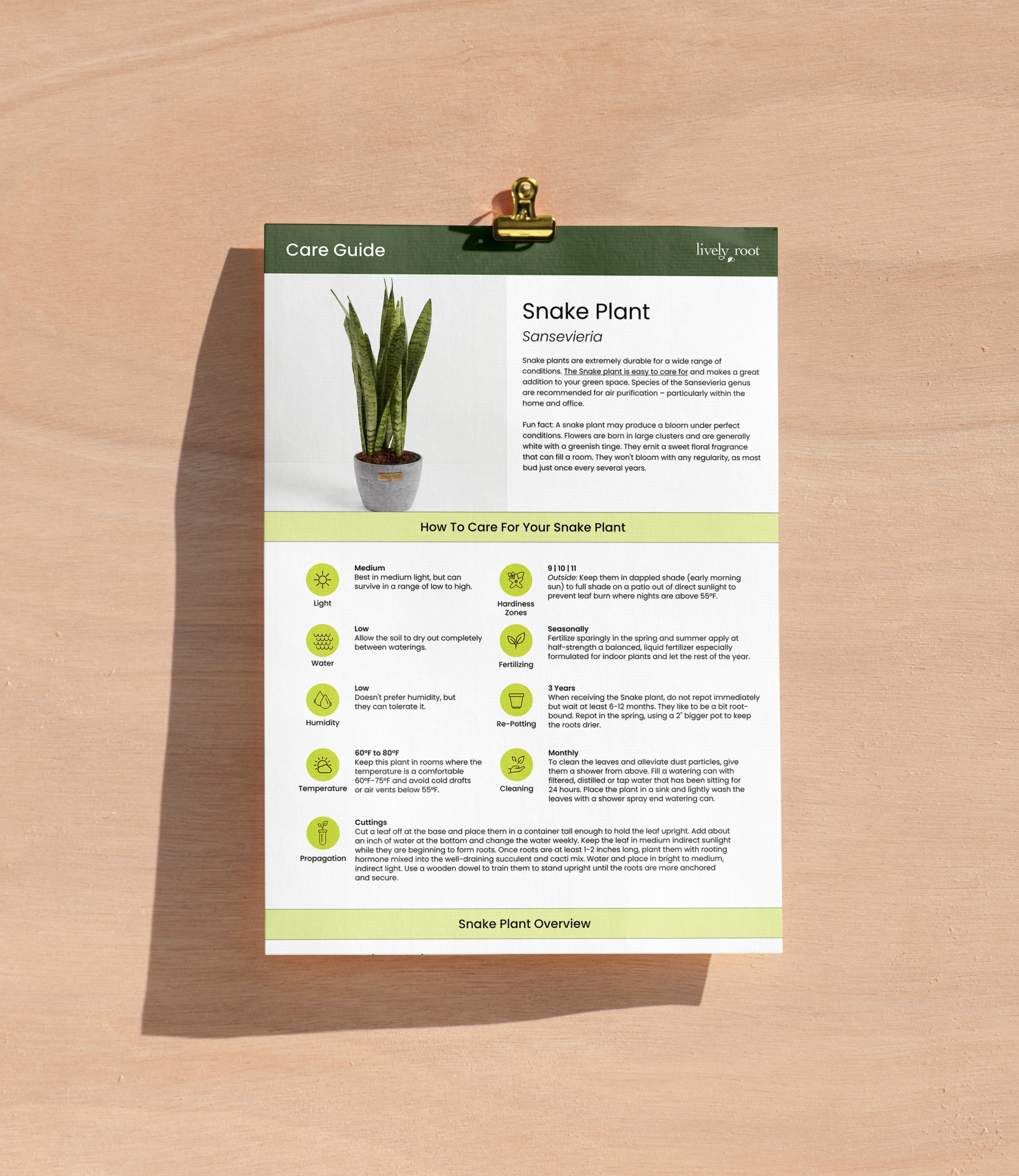 How Much Water To Use For Your Snake Plant: Expert Tips