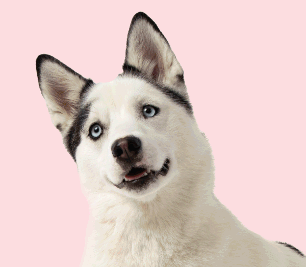 Bocce's Bakery Pricing Update Bocce's Bakery