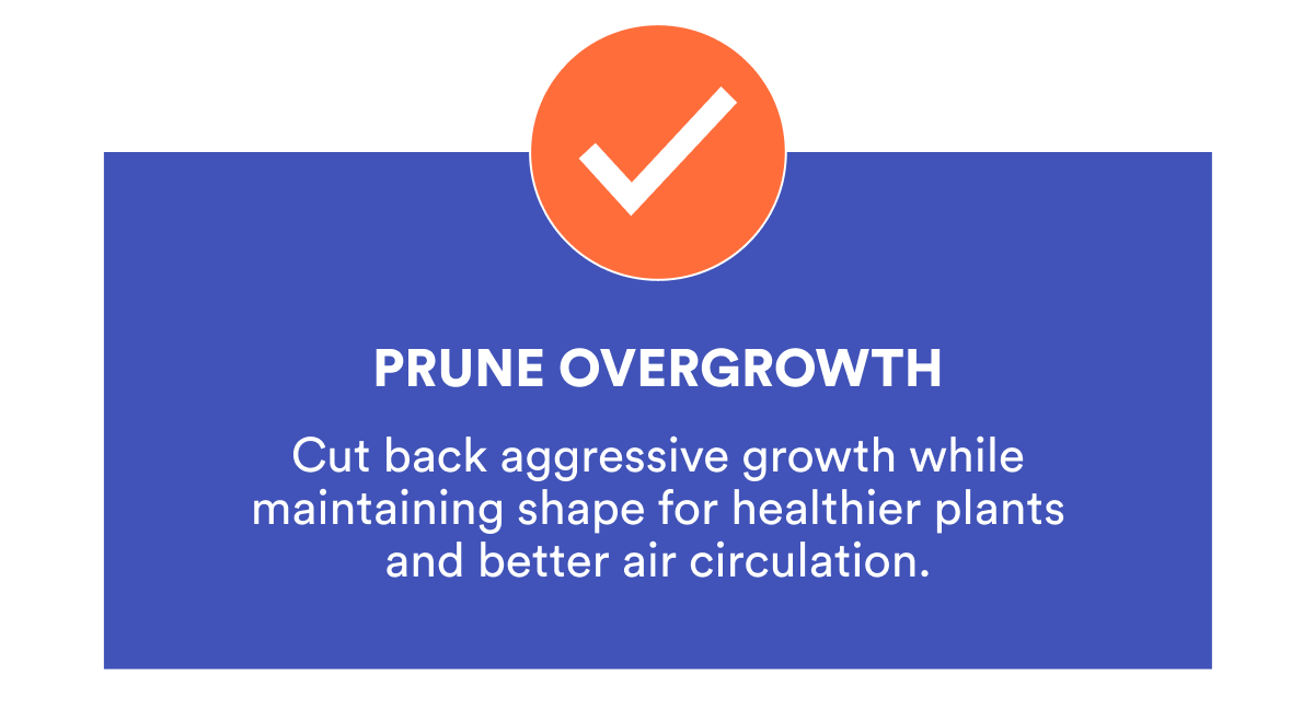 PRUNE OVERGROWTH