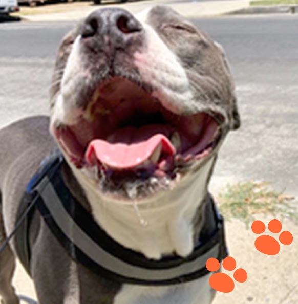 Happy Dog