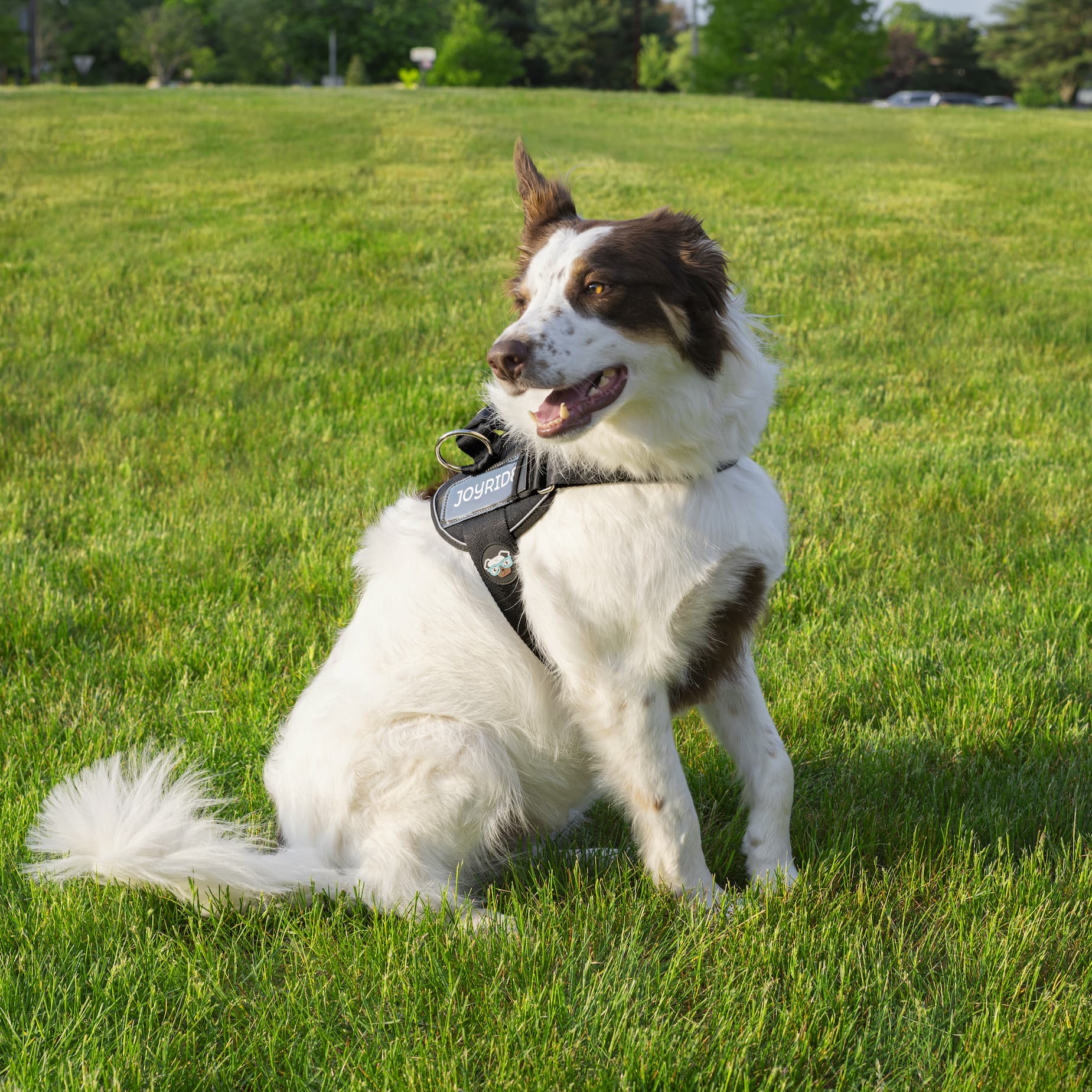 Life, Better With Dogs