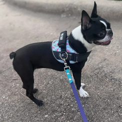 Happy Dog
