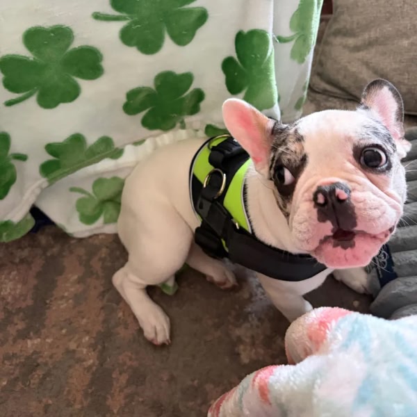 Happy Dog