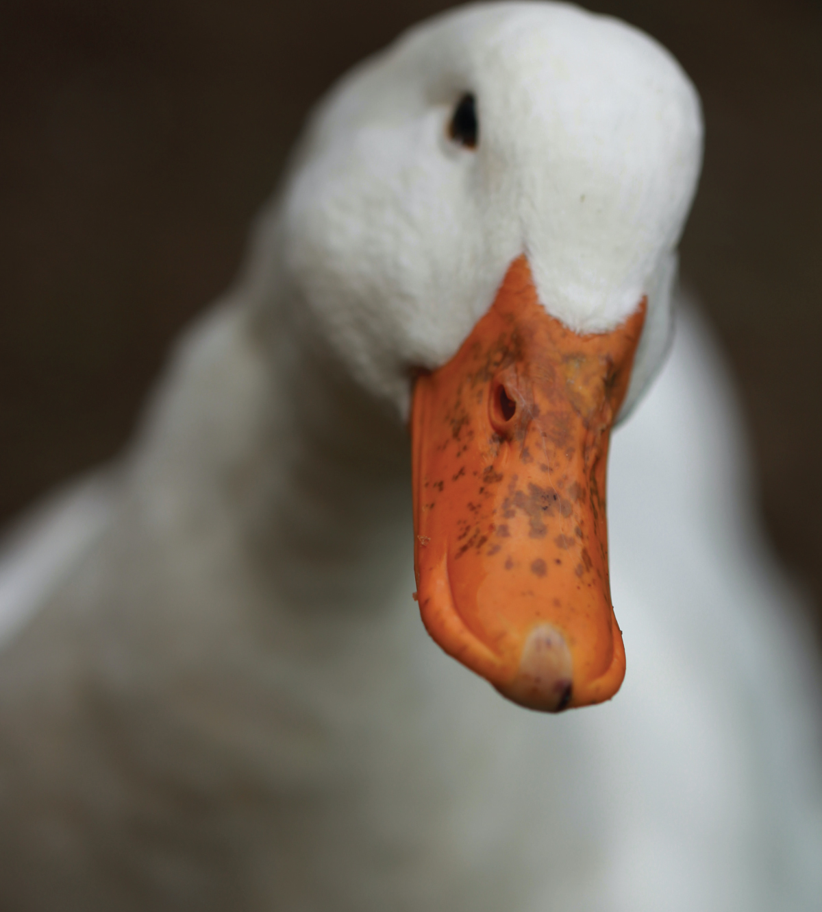 goose down