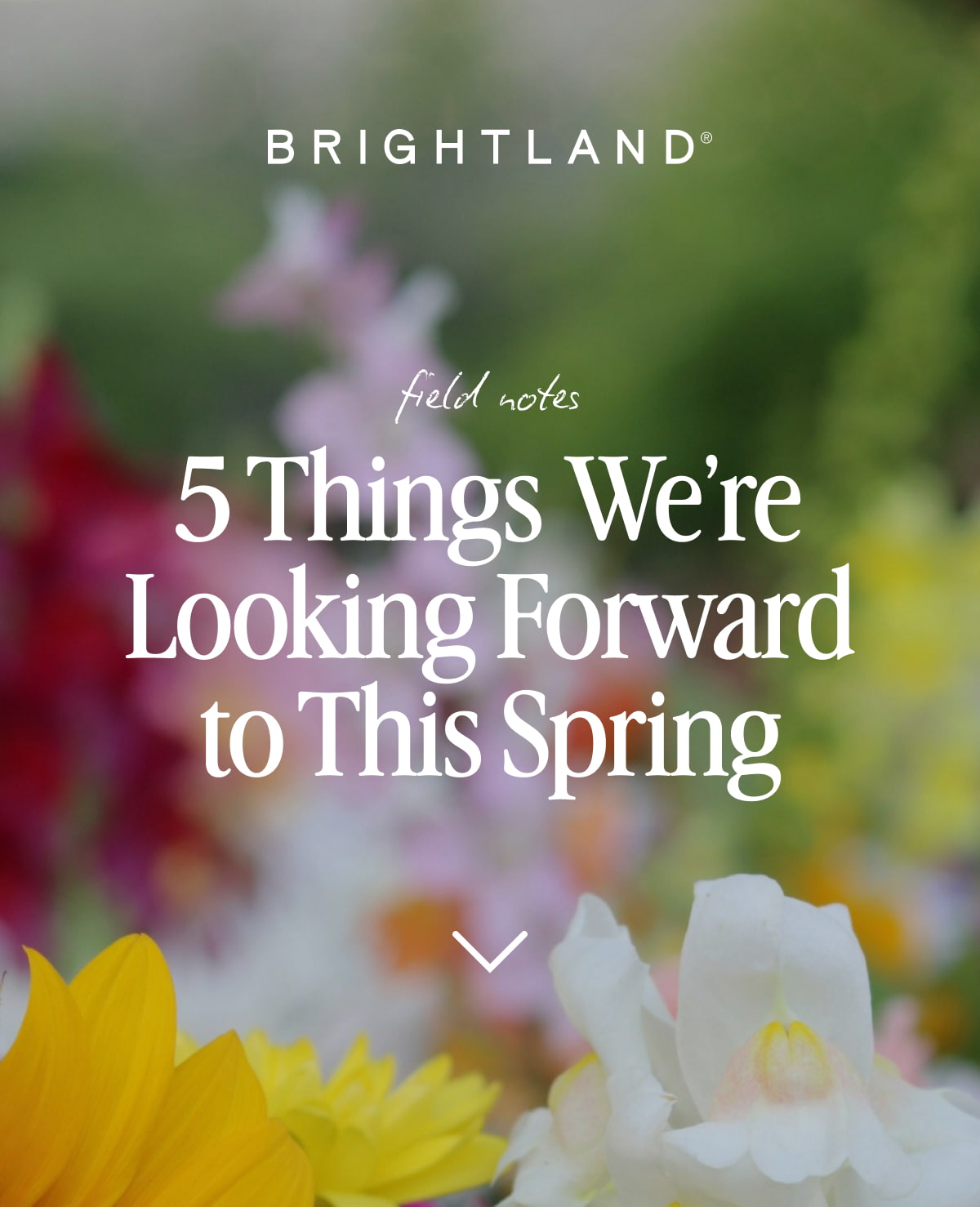 BRIGHTLAND field notes 5 Things We’re Looking Forward to This Spring
