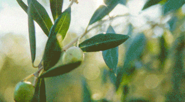 Images of olives being farmed and picked and processed.