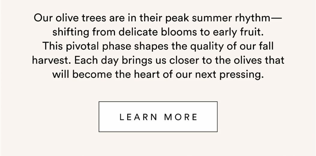 Our olive trees are in their peak summer rhythm—shifting from delicate blooms to early fruit. This pivotal phase shapes the quality of our fall harvest. Each day brings us closer to the olives that will become the heart of our next pressing.