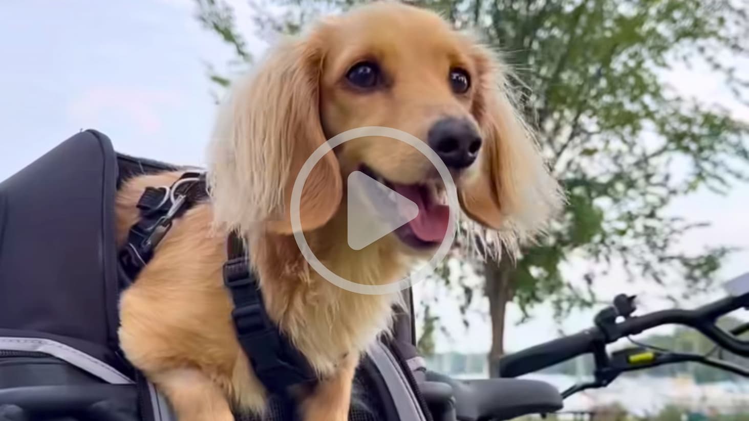 A dog on the back of a Radster