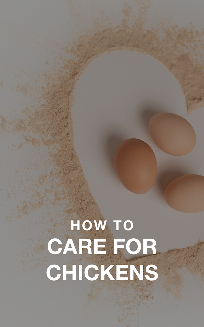 Is Lime Safe To Use Around Chickens at Kevin Macintyre blog