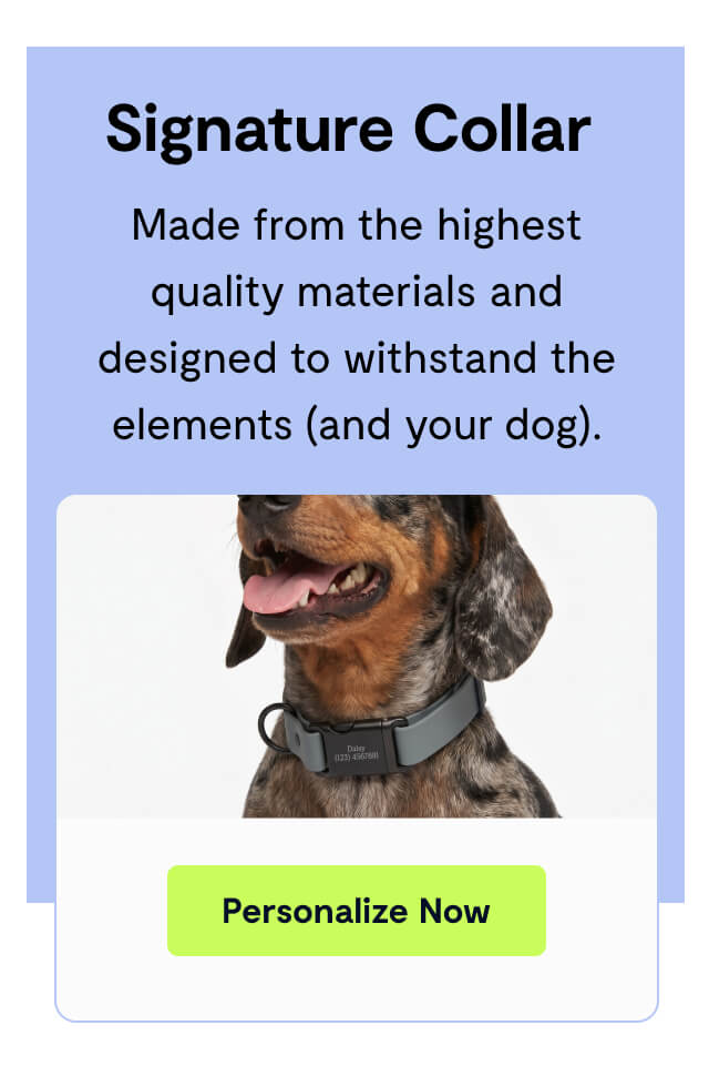 Signature Collar