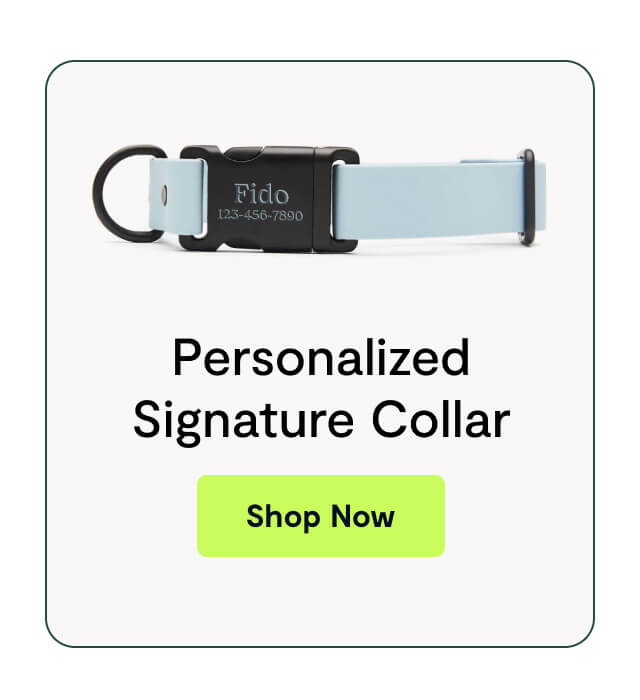 Personalized Signature Collar