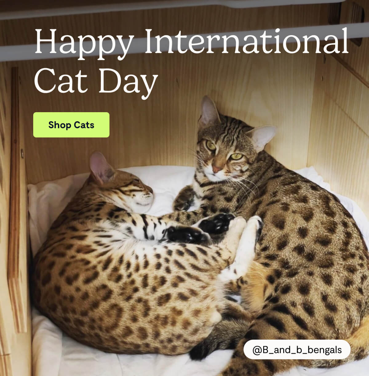 Happy International Cat Day