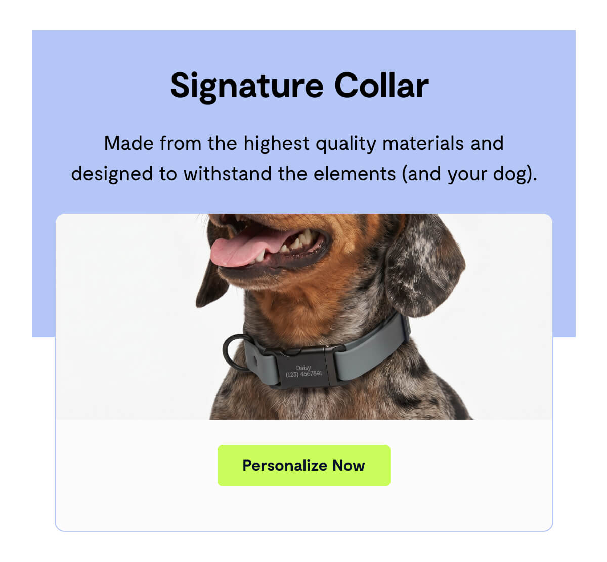 Signature Collar