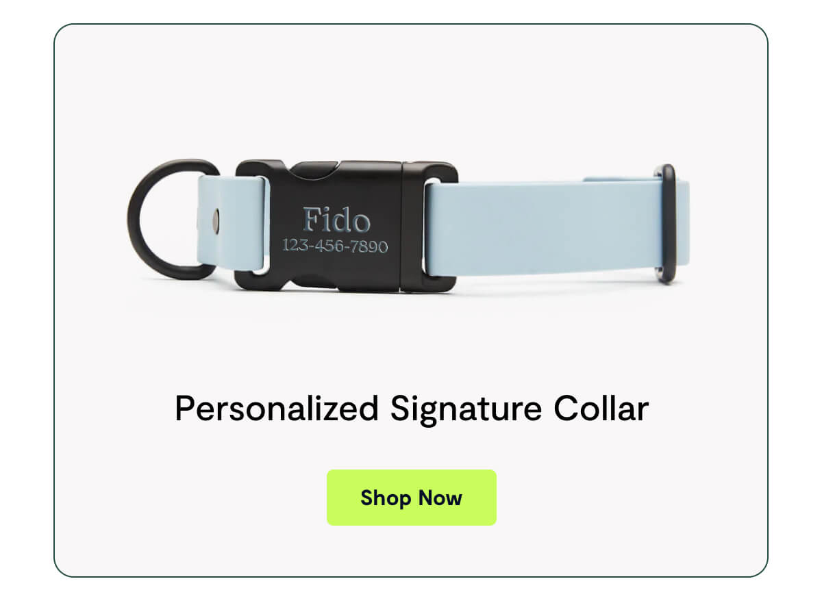 Personalized Signature Collar