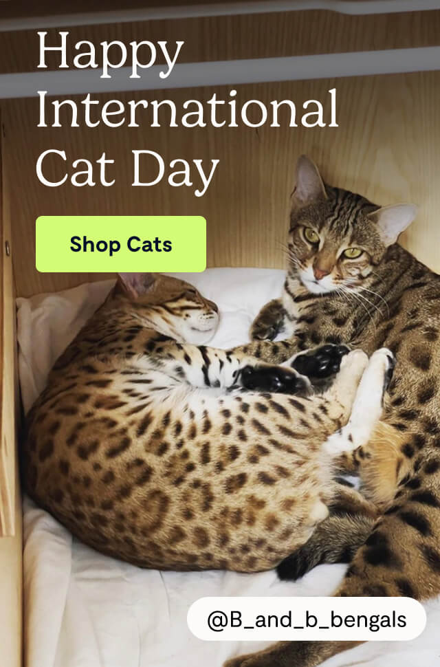 Happy International Cat Day