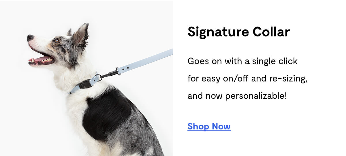 Signature Collar