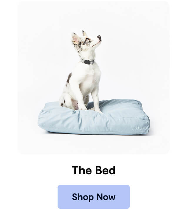 The Bed