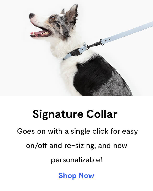 Signature Collar