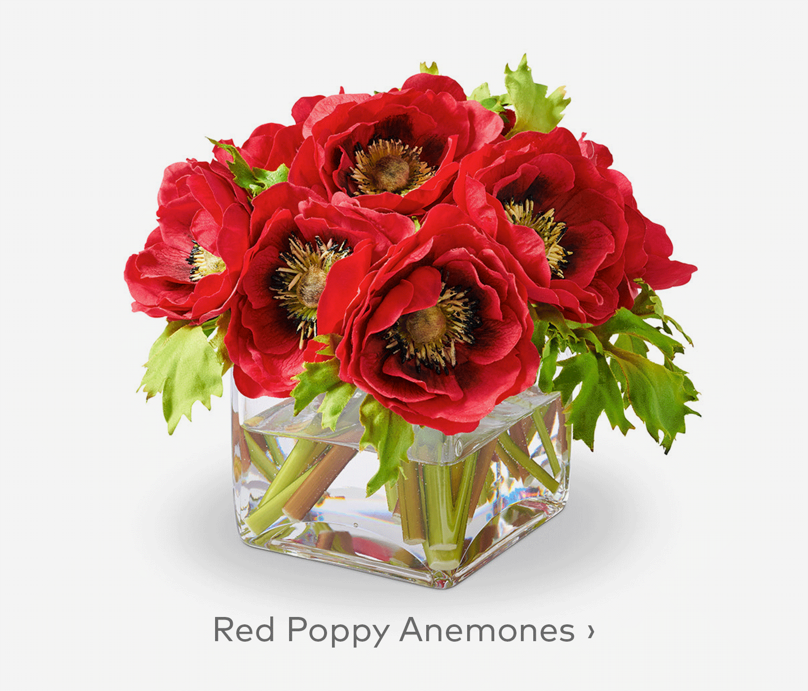 Red Poppy Anemones