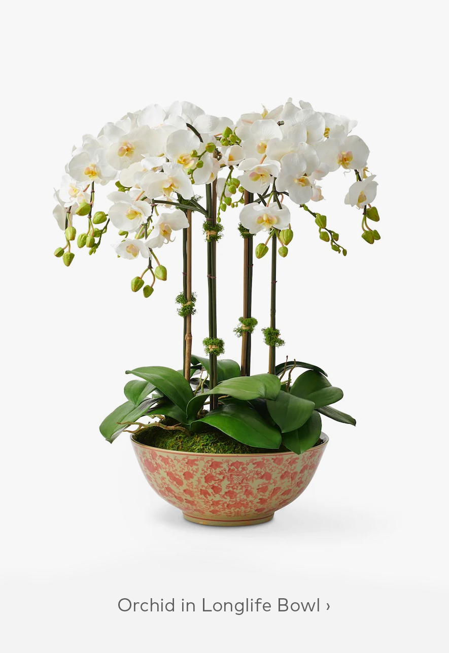 Orchid in Longlife Bowl