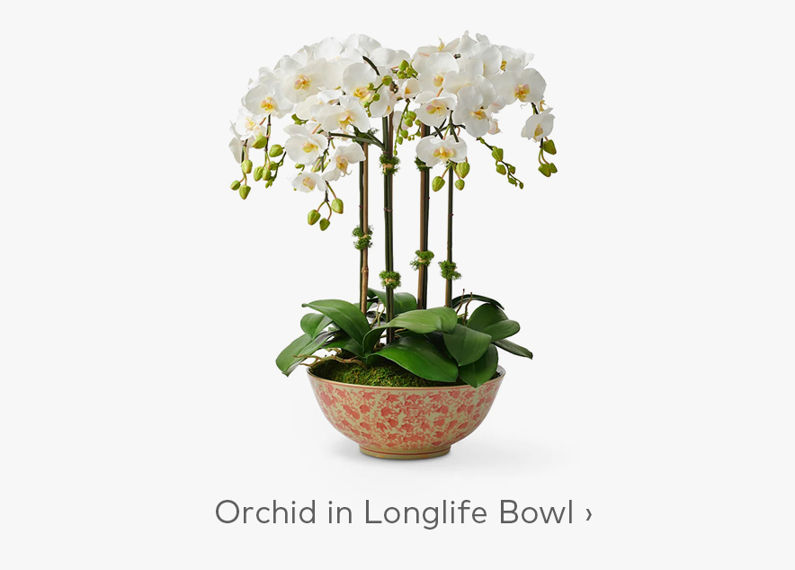 Orchid in Longlife Bowl