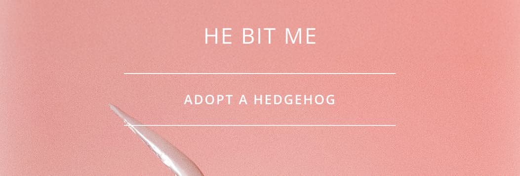Adopt a Hedgehog