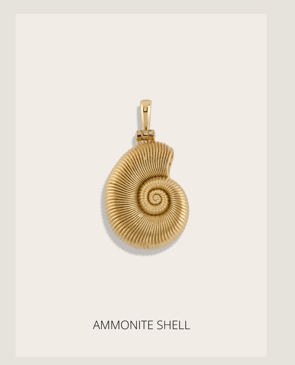 Ammonite Shell