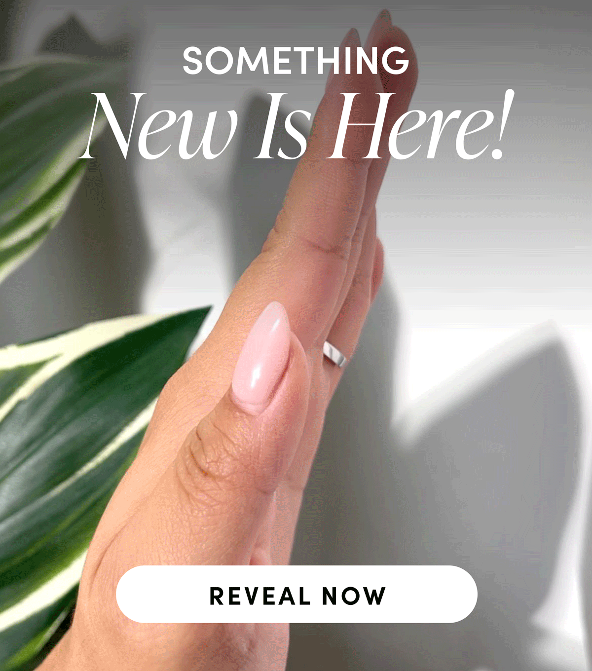 Something New Is Here! Reveal Now.