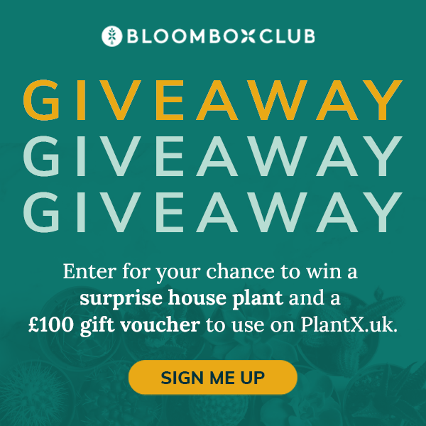 Can Plants improve mental health? Bloom Box Club