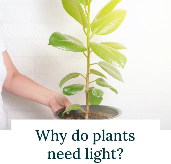 Everything You Need To Know About Lighting 🌕💡 Bloom Box Club