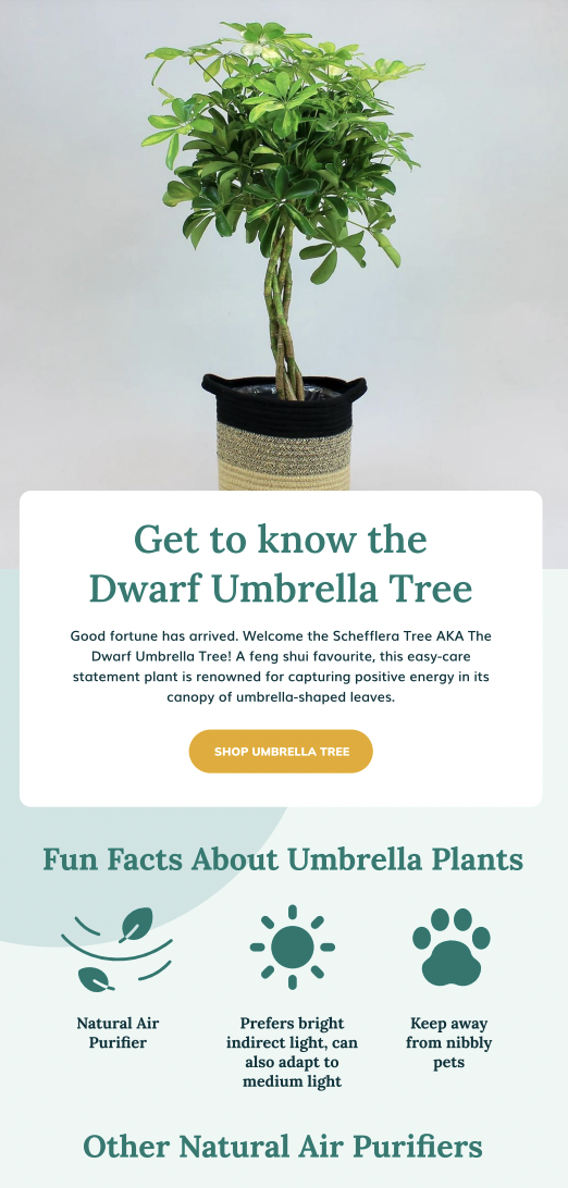 Meet the the Dwarf Umbrella Tree ☂️🌳 Bloom Box Club