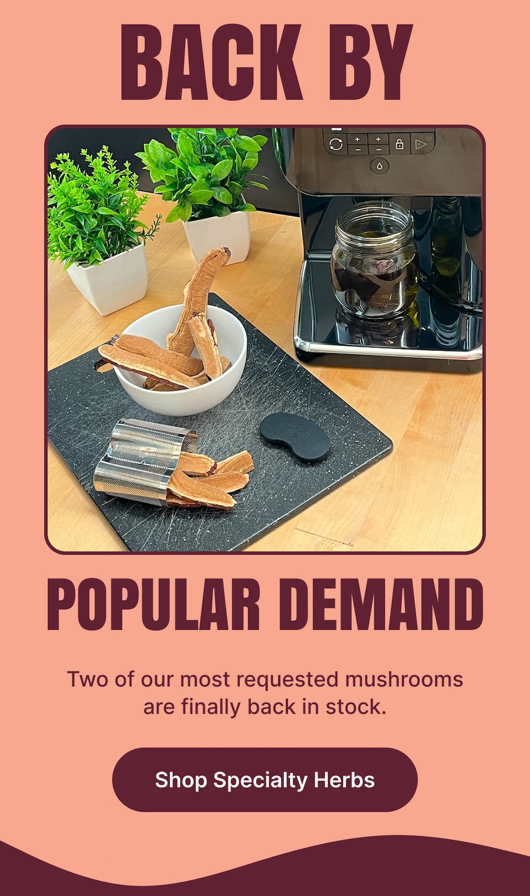 BACK BY POPULAR DEMAND Two of our most requested mushrooms are finally back in stock. [Shop Specialty Herbs]