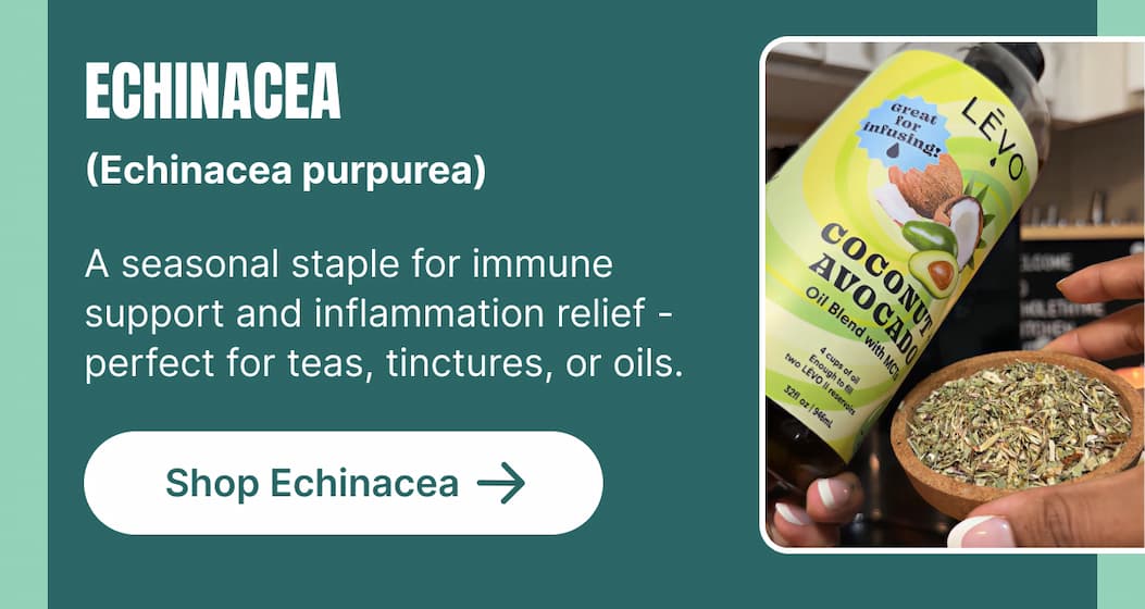 ECHINACEA (Echinacea purpurea) A seasonal staple for immune support and inflammation relief – perfect for teas, tinctures, or oils. [Shop Echinacea]