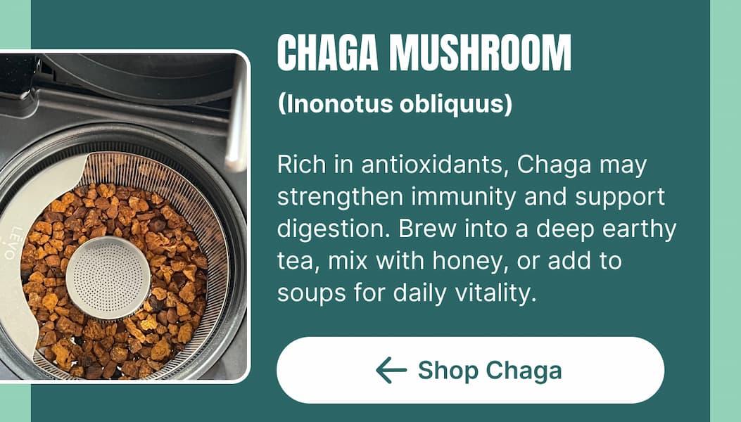 CHAGA MUSHROOM (Inonotus obliquus) Rich in antioxidants, Chaga may strengthen immunity and support digestion. Brew into a deep earthy tea, mix with honey, or add to soups for daily vitality. [Shop Chaga]