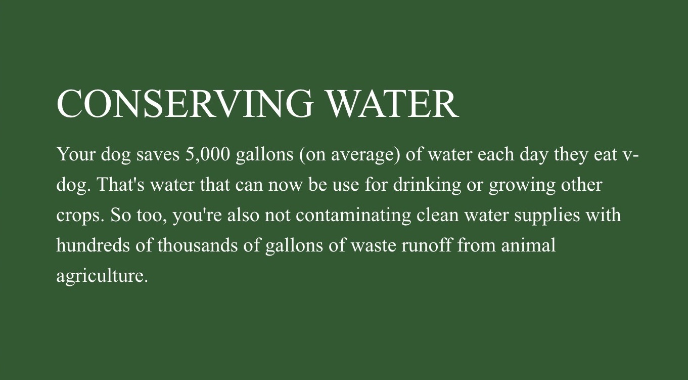 2022 Recap! 🌿 VDOG