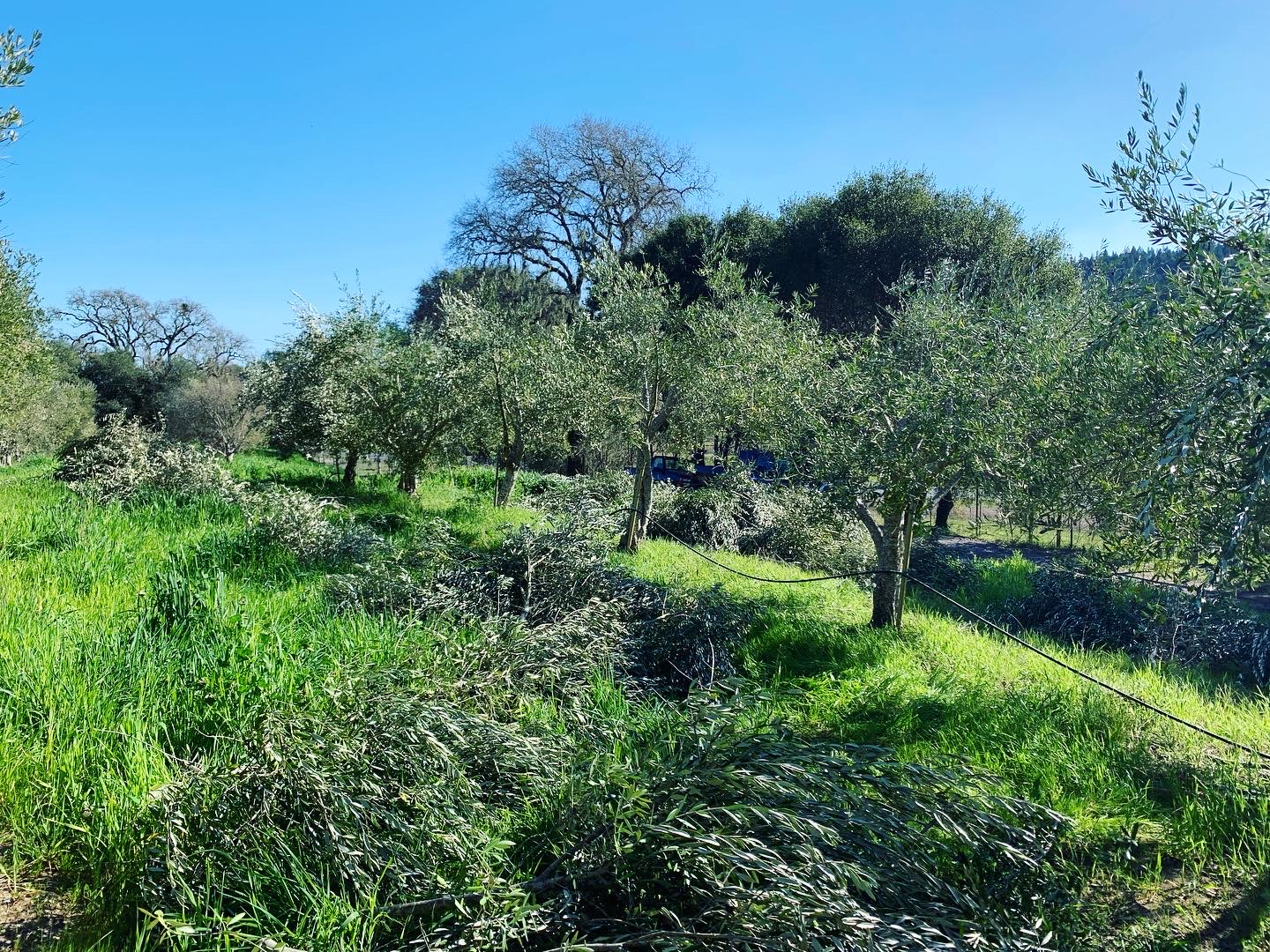 olive trees pruned