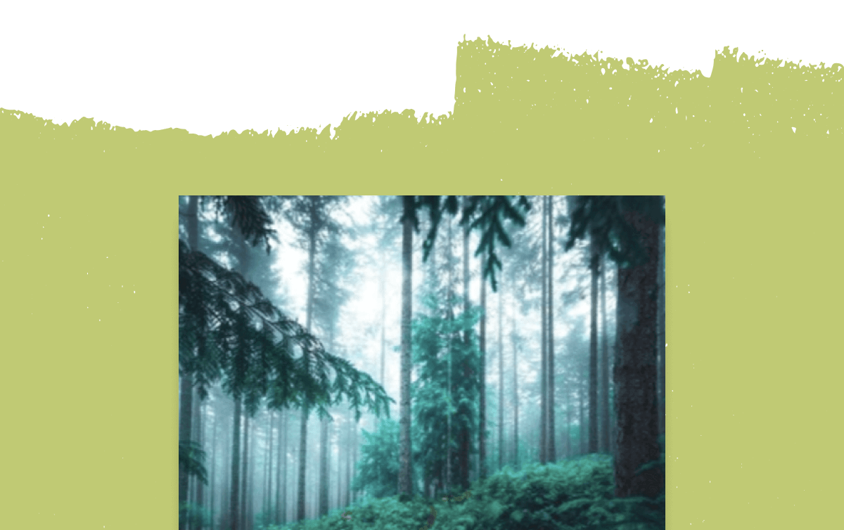 FRAMED BY NATURE CANVAS SET