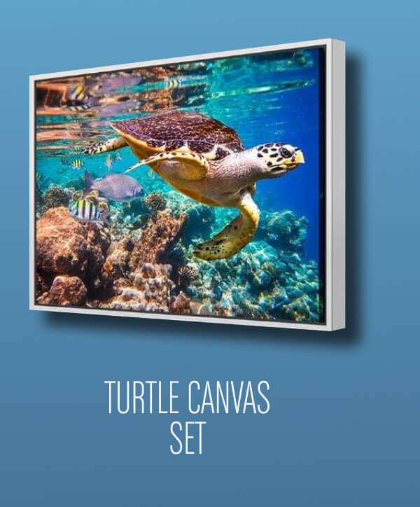 TURTLE CANVAS SET