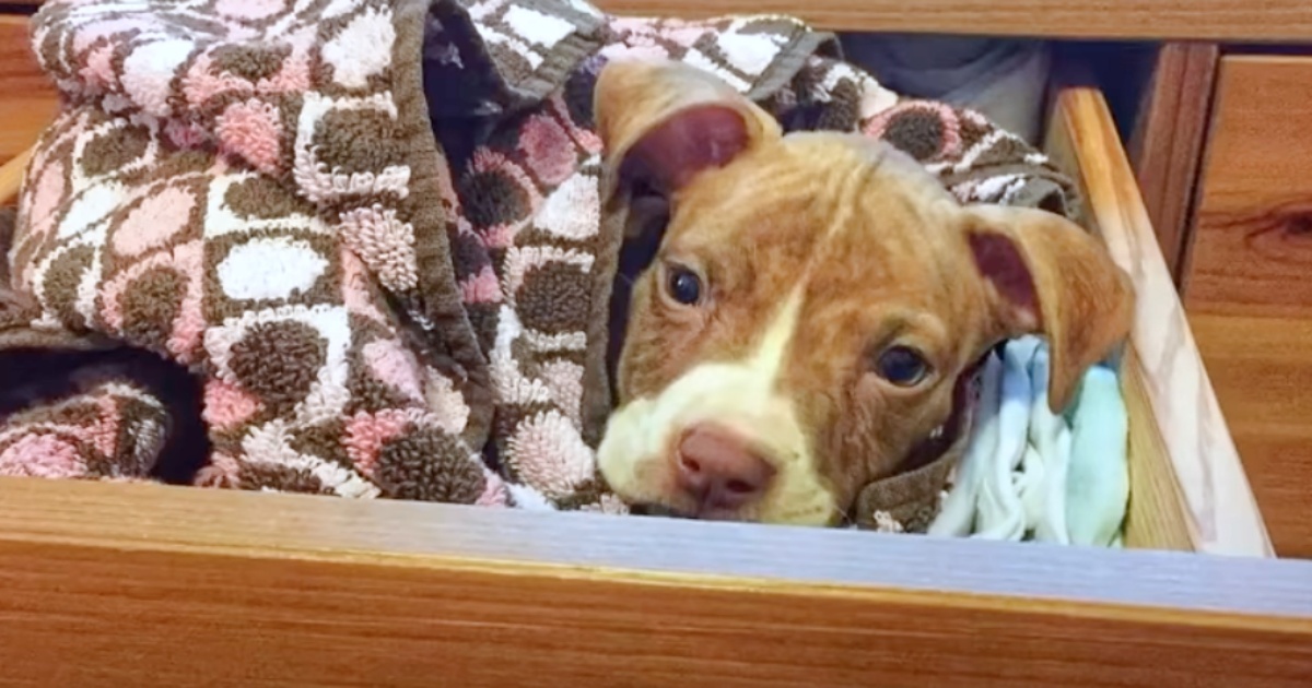 Teeniest Puppy Worms Her Way Under Fence Into Couple's Dresser Drawer