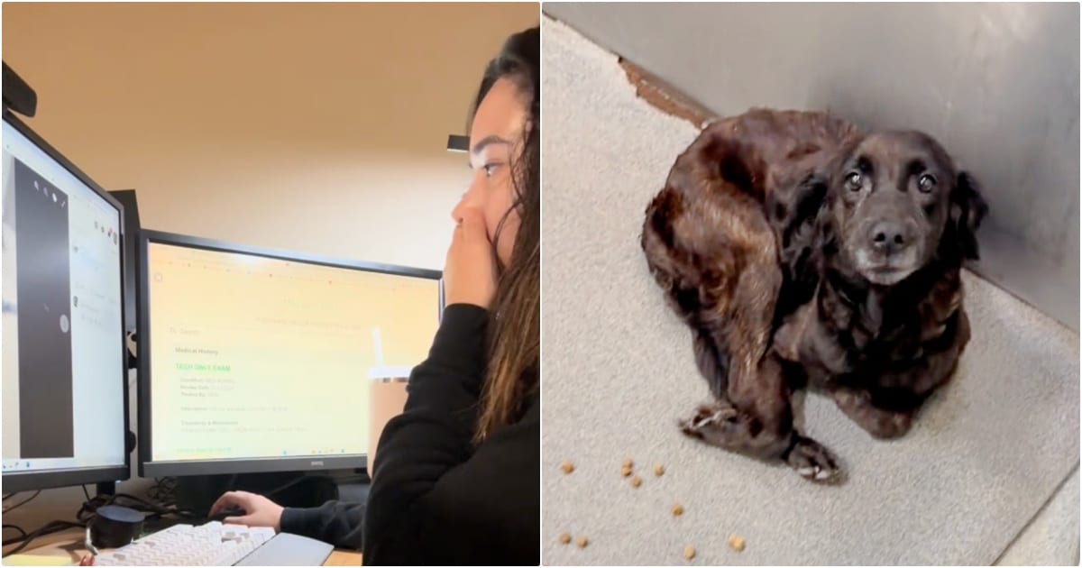 Woman Browsing Shelter’s Euthanasia List, Sees A Familiar Face