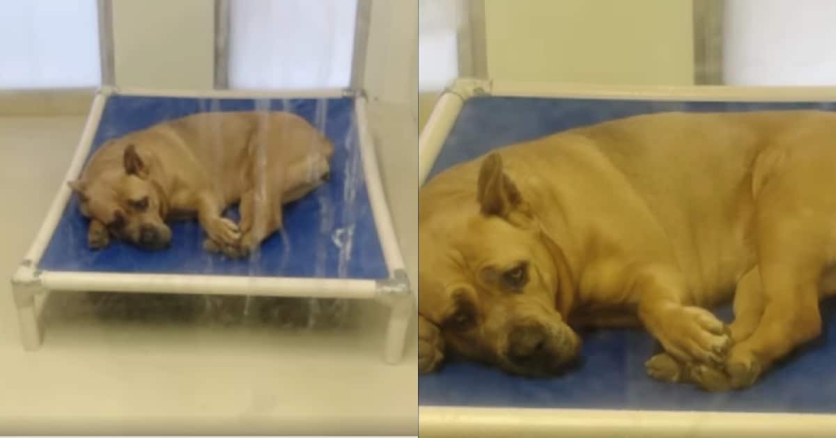 Sweet Pup Still Hopes for a Home After a Lifetime in Shelter