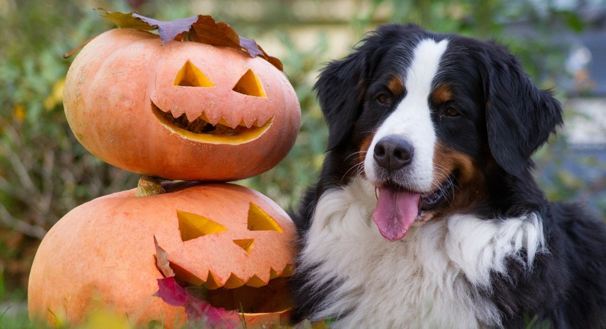 Frightfully Fun Dog Treats And Toys For Halloween Hijinks