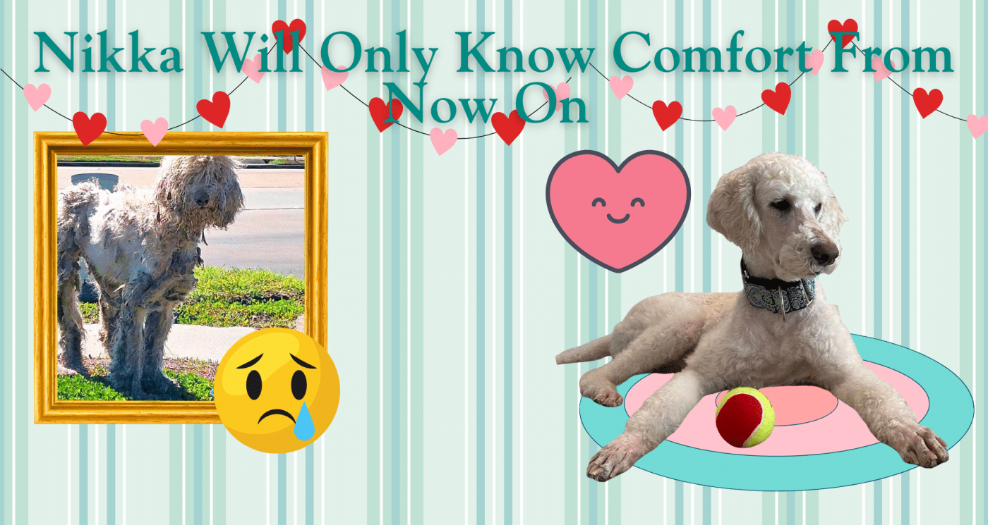 Nikka Will Only Know Comfort From Now On