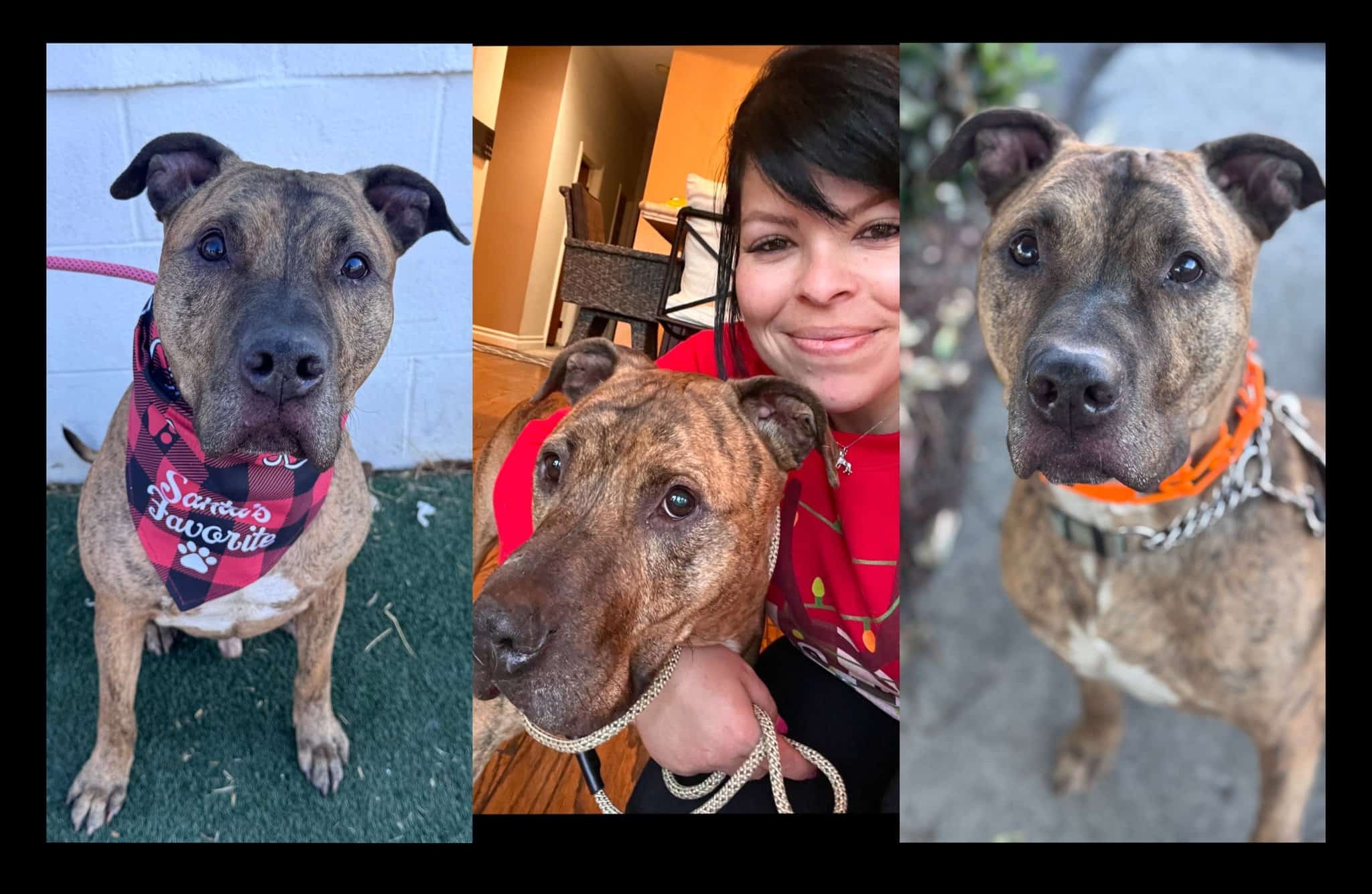 Help Heal Baloney's Broken Heart!