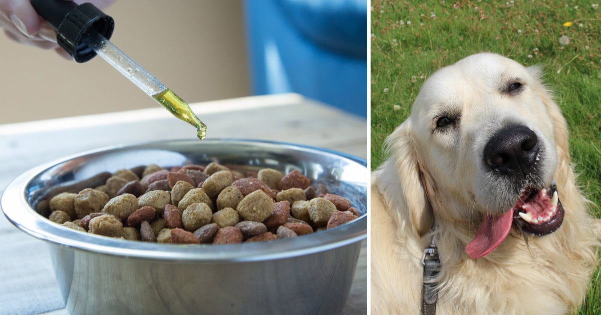 CBD for Dogs Buyer's Guide: 8 Things To Consider Before Buying CBD Oil for Your Dog