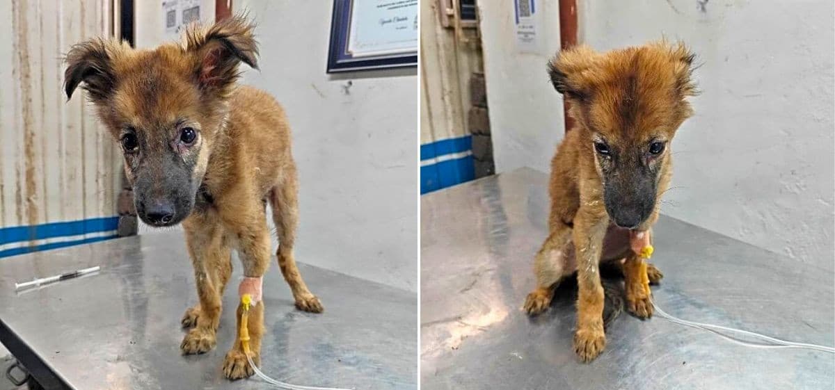 This Itty-Bitty Soul Was Abandoned & Left For Dead